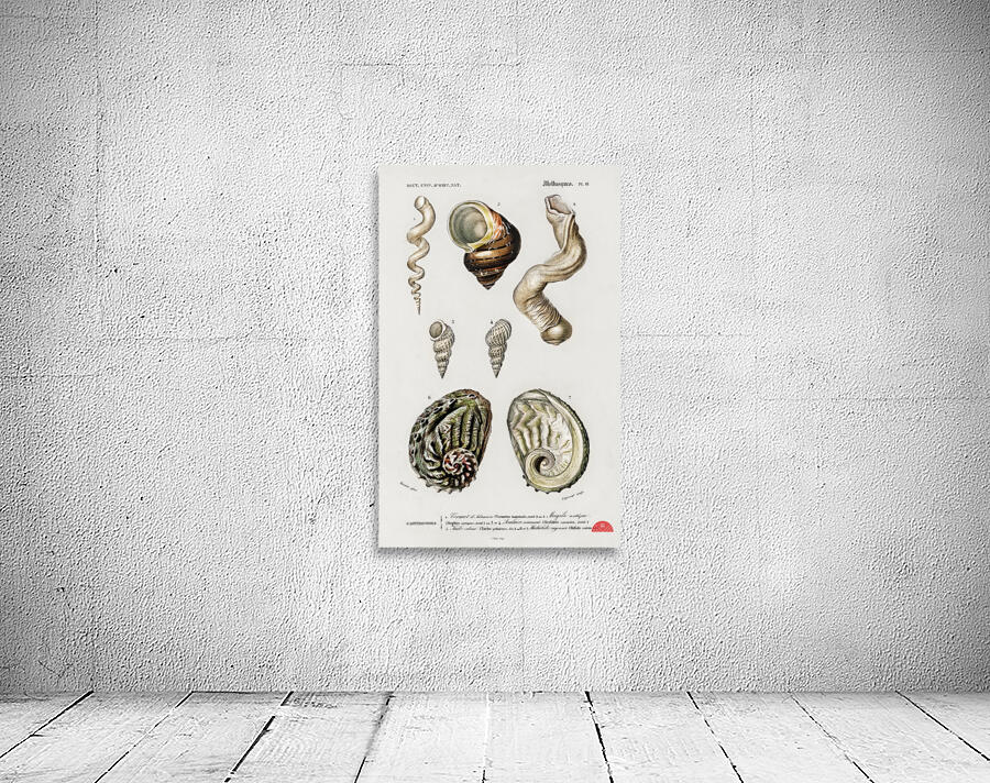 Different types of mollusks Wall Preview