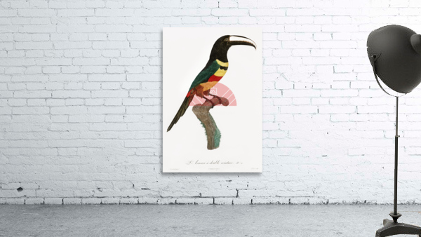 Black-necked Aracari  Wall Preview