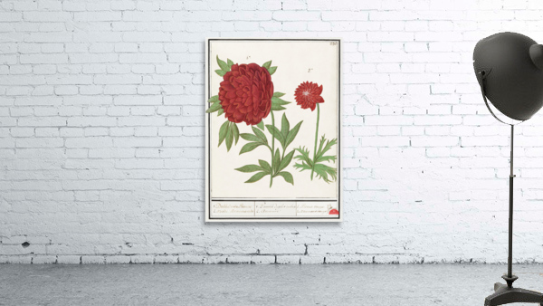 Peony and anemone in vintage style Wall Preview