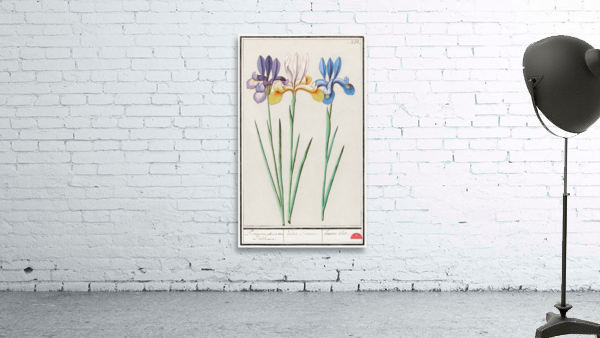 Iris in vintage style Wall Preview