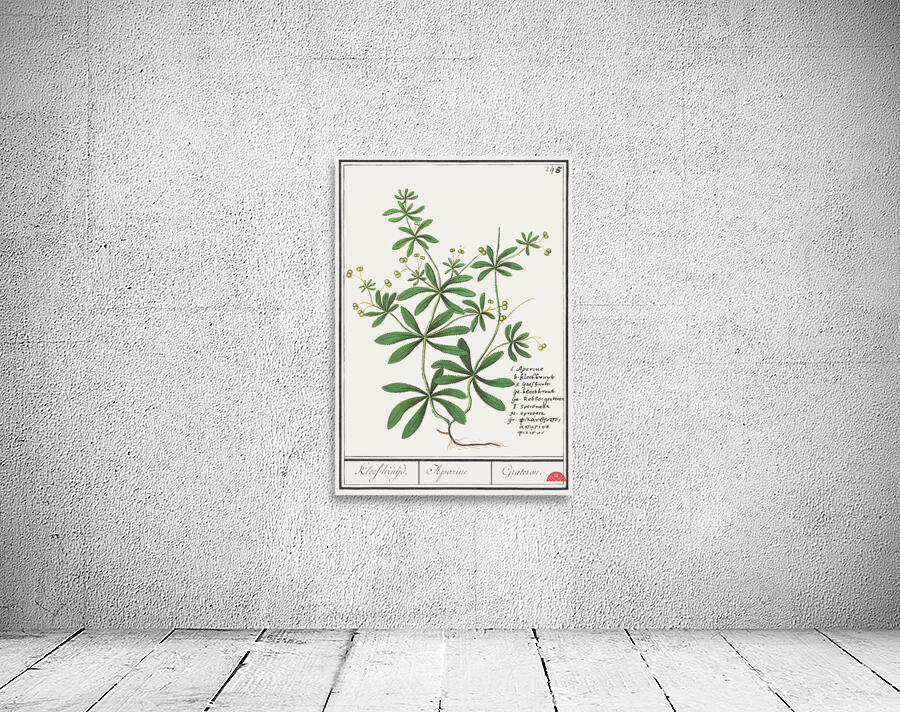 Cleavers plant in vintage style Wall Preview