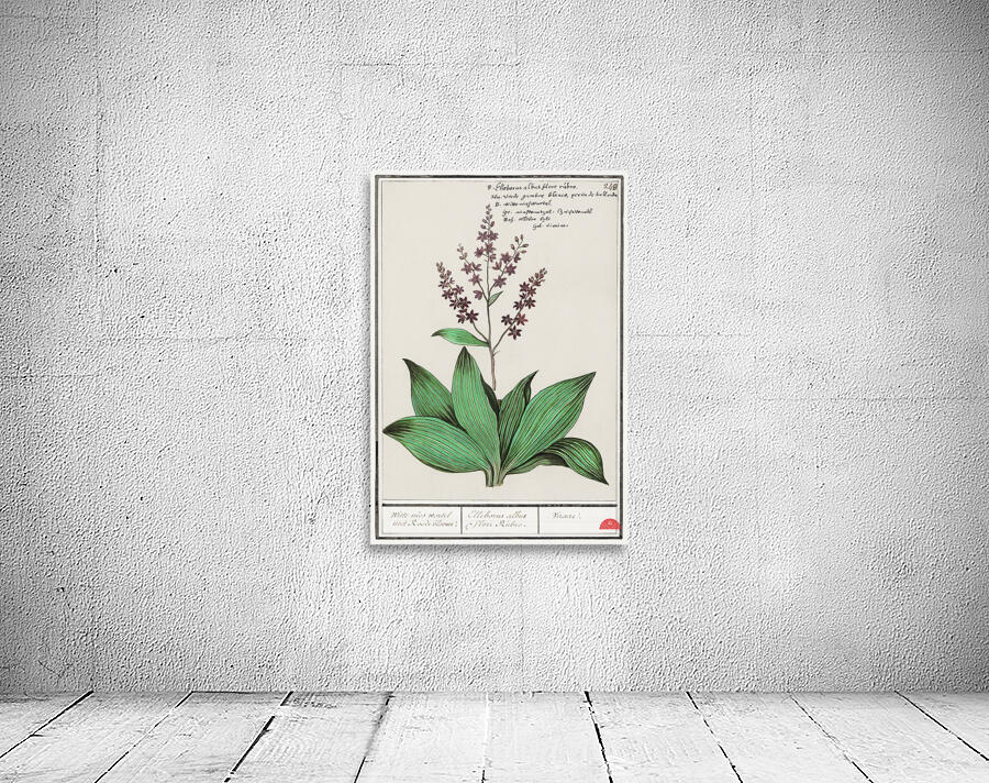 Black carrot flower Wall Preview