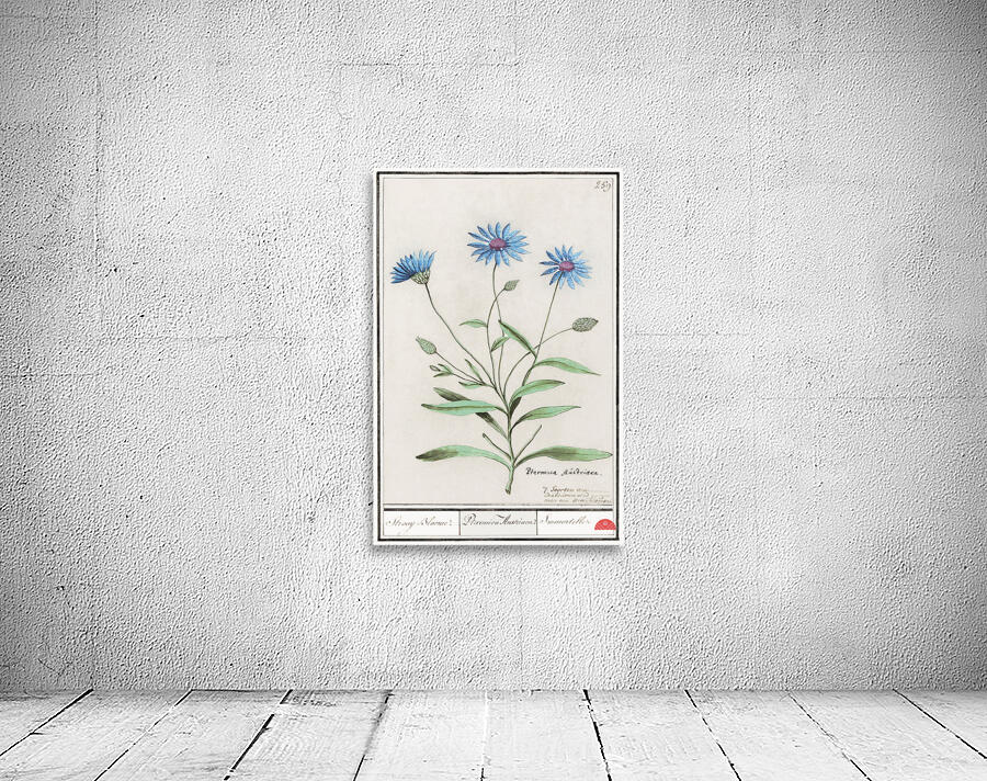 Blue strawflower in vintage style Wall Preview
