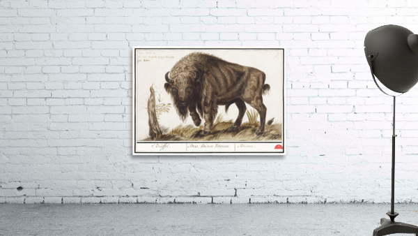 Wisent in vintage style Wall Preview