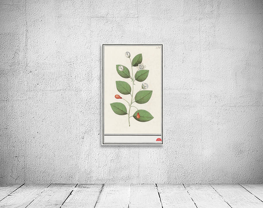 Myrtle family in vintage style Wall Preview