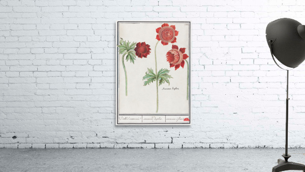 Peony and anemone in vintage style Wall Preview
