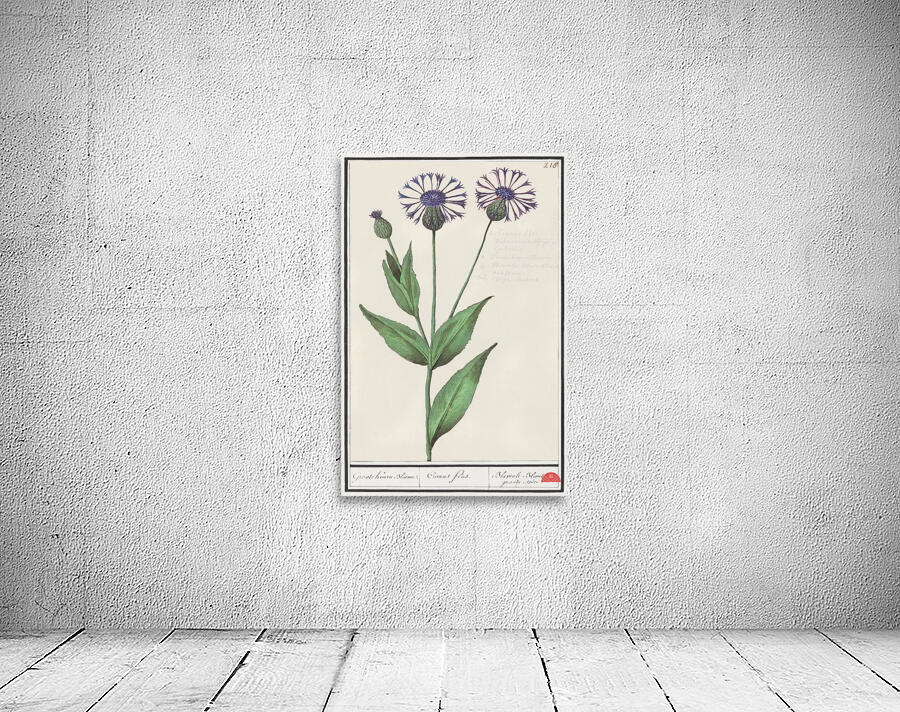 Centaury flower in vintage style Wall Preview