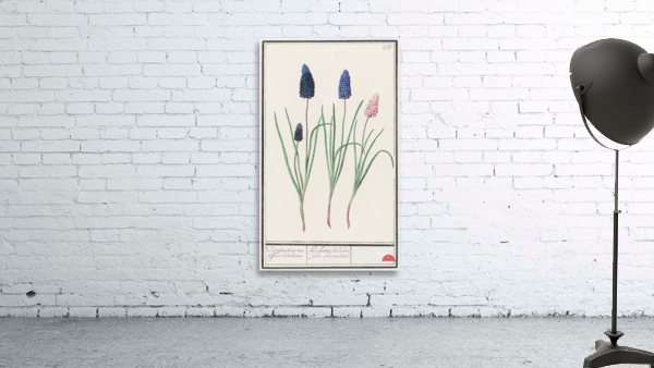 Grape hyacinth in vintage style Wall Preview
