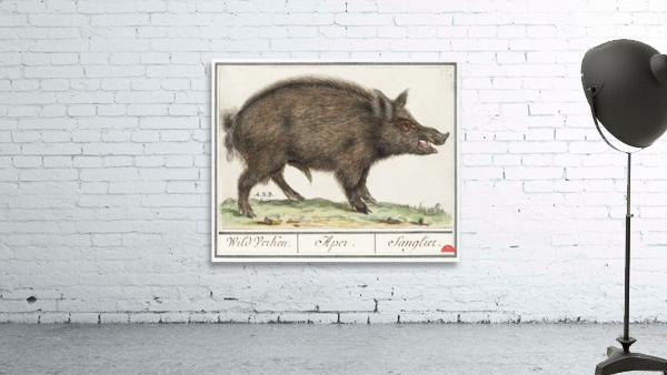 Wild boar in vintage style Wall Preview