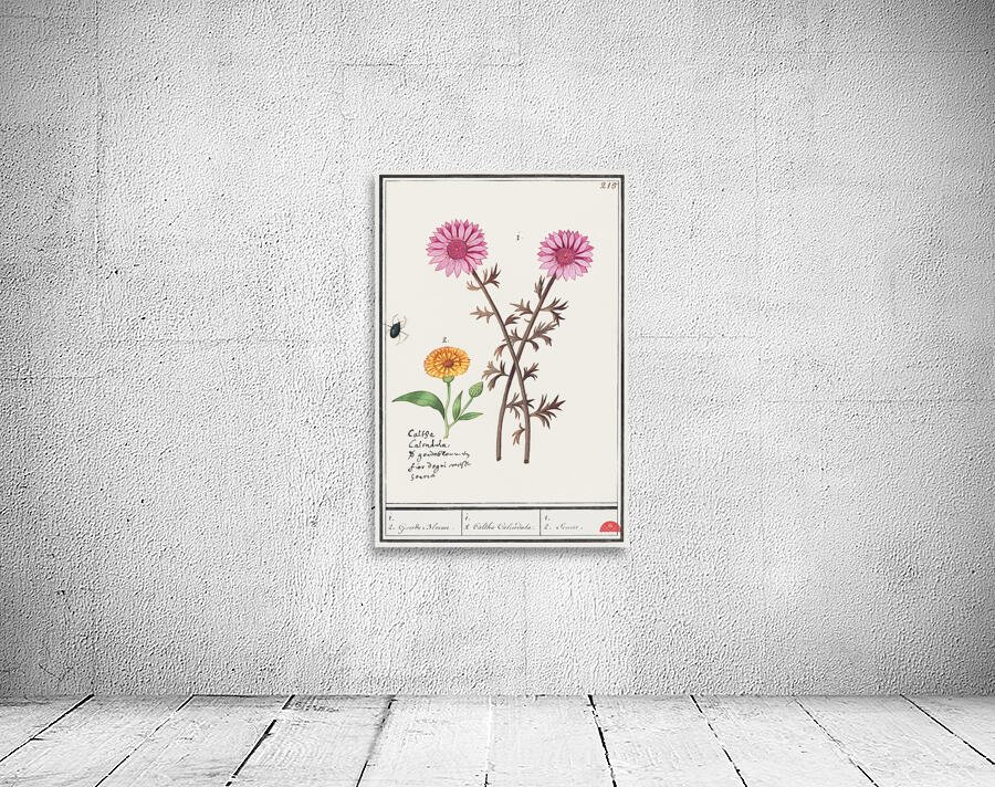 Pink flower and marigold in vintage style Wall Preview