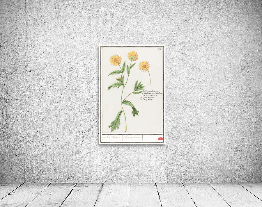 Chrysanths in vintage style Wall Preview