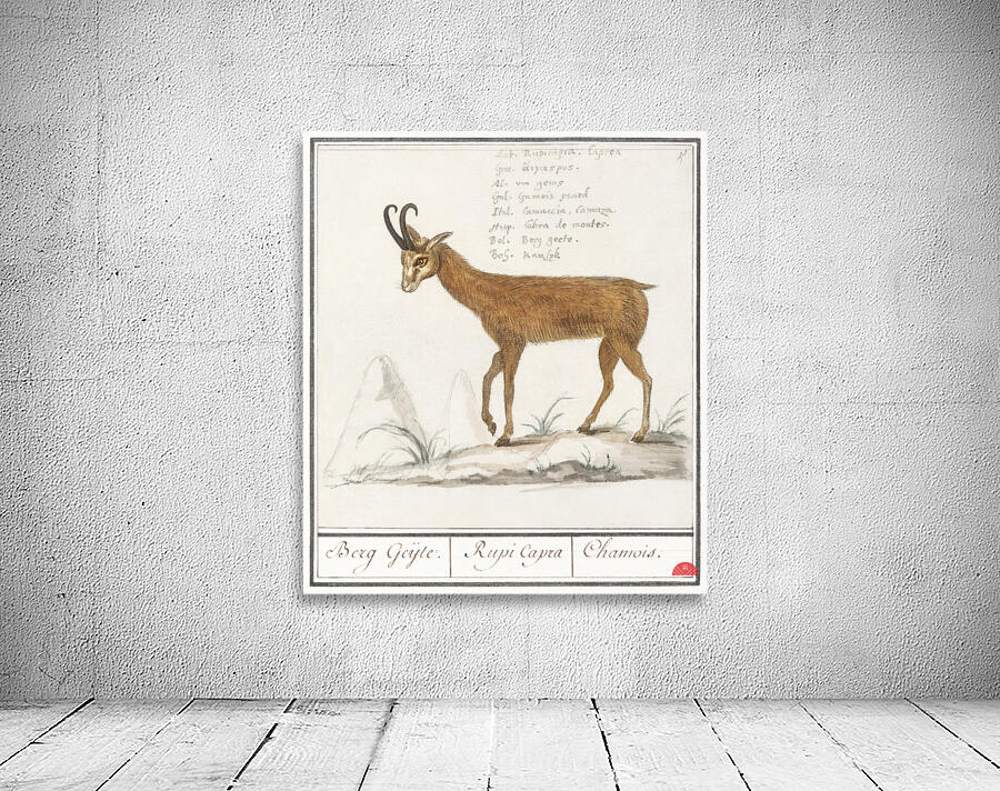 Chamois in vintage style Wall Preview