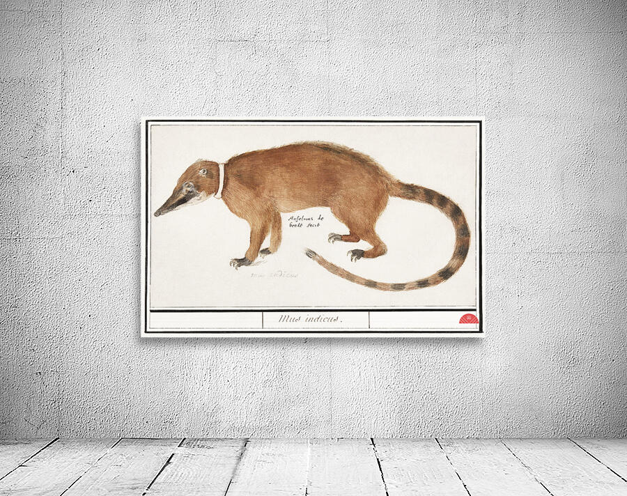 Coatimundi in vintage style Wall Preview