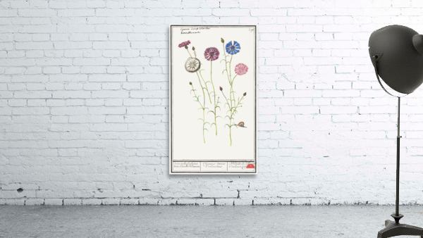 Cornflower in vintage style Wall Preview