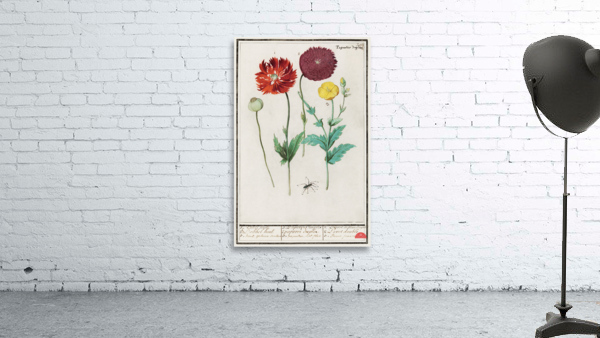 Poppy in vintage style Wall Preview