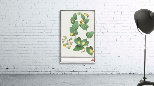 Unknown plant in vintage style Wall Preview