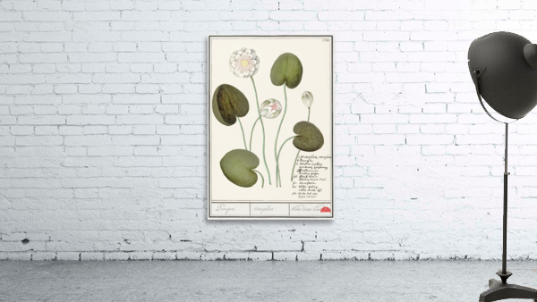 Water lily in vintage style Wall Preview