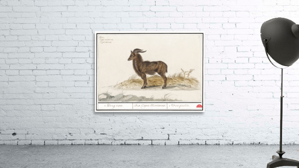 Ibex in vintage style Wall Preview