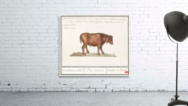 Brazilian cow in vintage style Wall Preview
