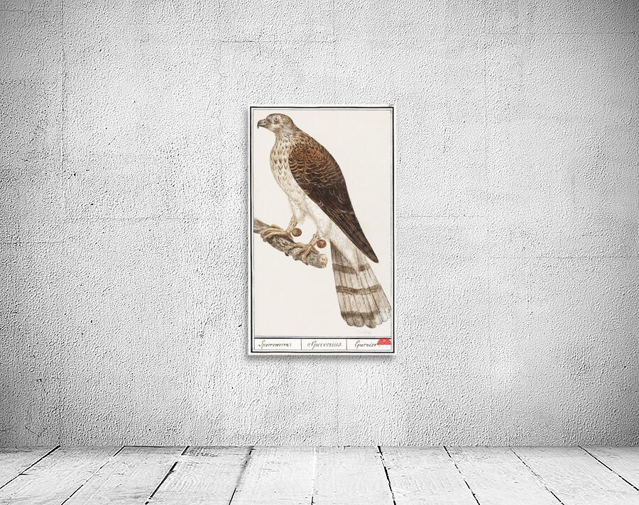 Northern goshawk vintage style Wall Preview