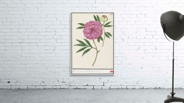 Peony in vintage style Wall Preview