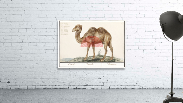 Camel in vintage style Wall Preview