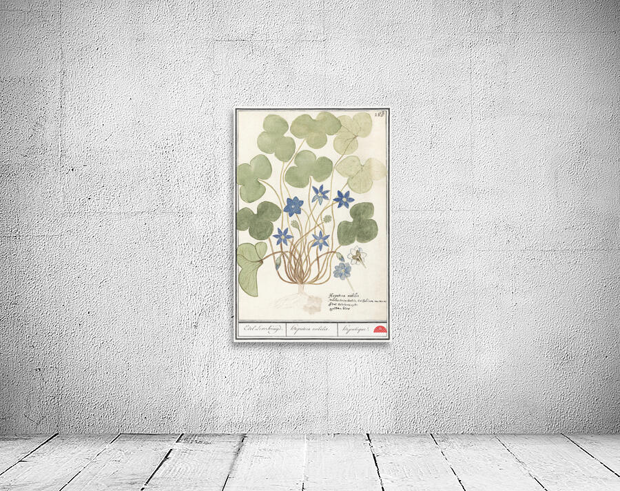 Hepatica in vintage style Wall Preview