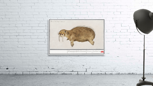 Walrus in vintage style Wall Preview