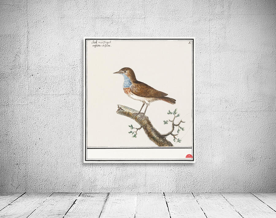 Bluethroat in vintage style Wall Preview