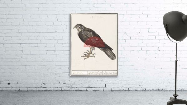 Sparrowhawk in vintage style Wall Preview