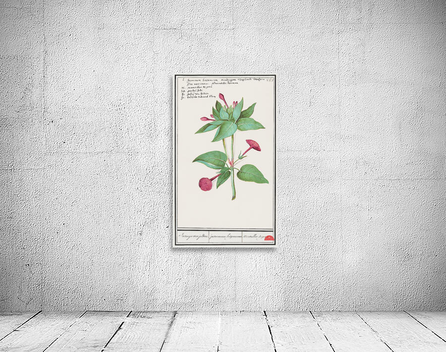 Marvel-of-peru in vintage style Wall Preview