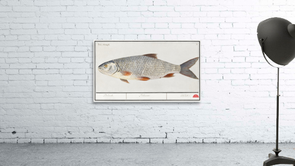 Silver bream in vintage style Wall Preview