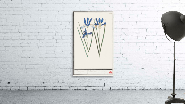 Blue iris in vintage style Wall Preview