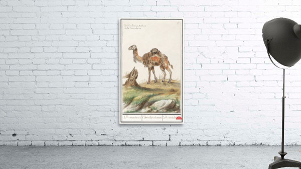 Dromedary in vintage style Wall Preview