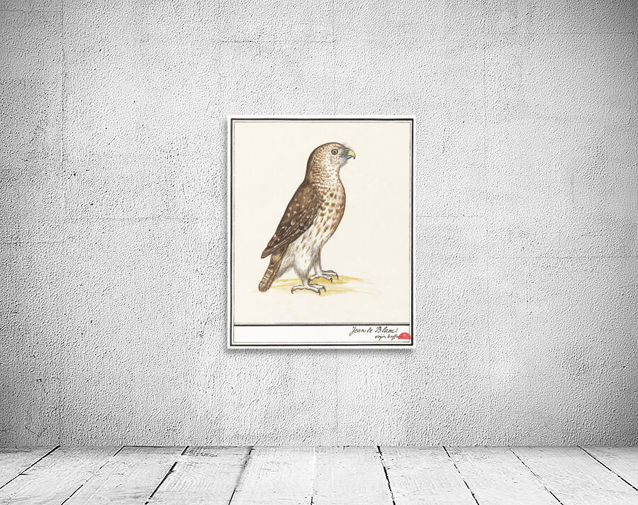 Short toed eagle in vintage style Wall Preview