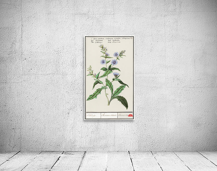 Chicory in vintage style Wall Preview