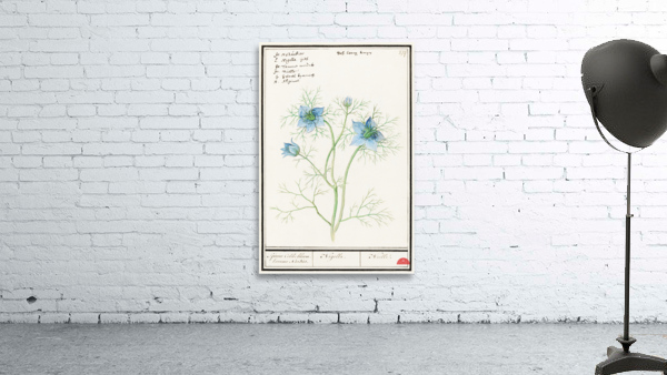 Love-in-a-mist flower Wall Preview