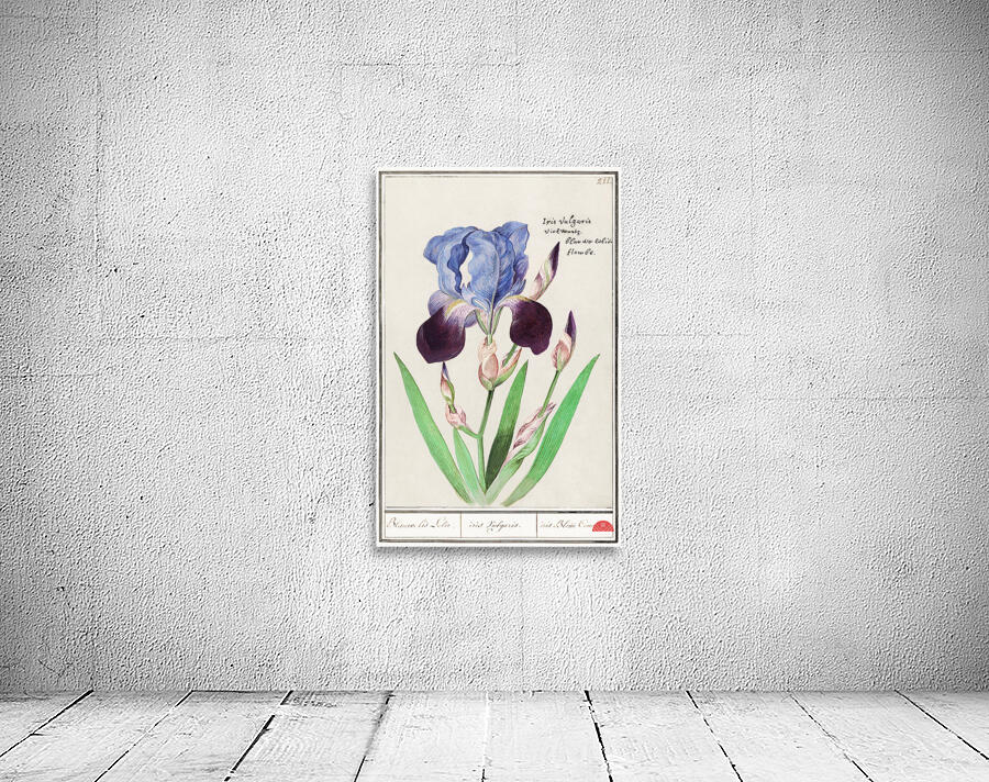 Purple iris in vintage style Wall Preview