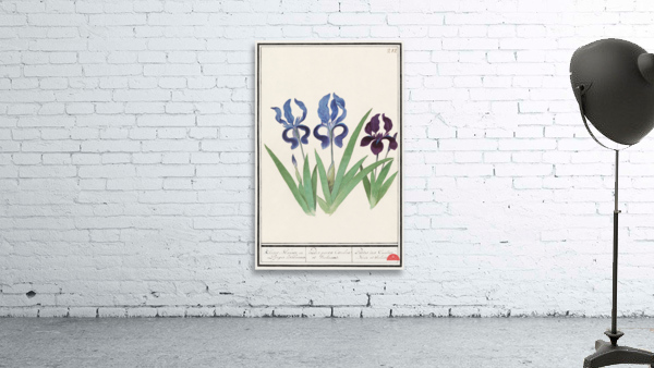 Purple iris vintage style Wall Preview
