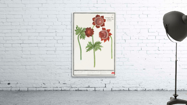 Anemone flower in vintage style Wall Preview