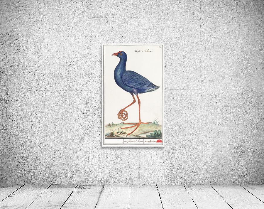 Swamphen in vintage style Wall Preview