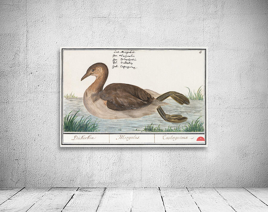Little grebe in vintage style Wall Preview
