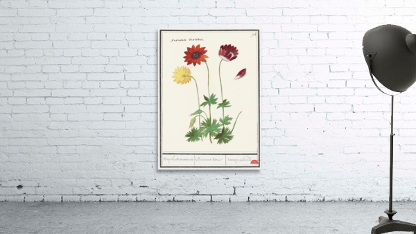 Anemone in vintage flower Wall Preview