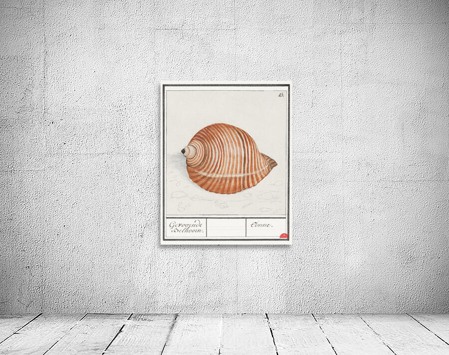 Sea shell in vintage style Wall Preview