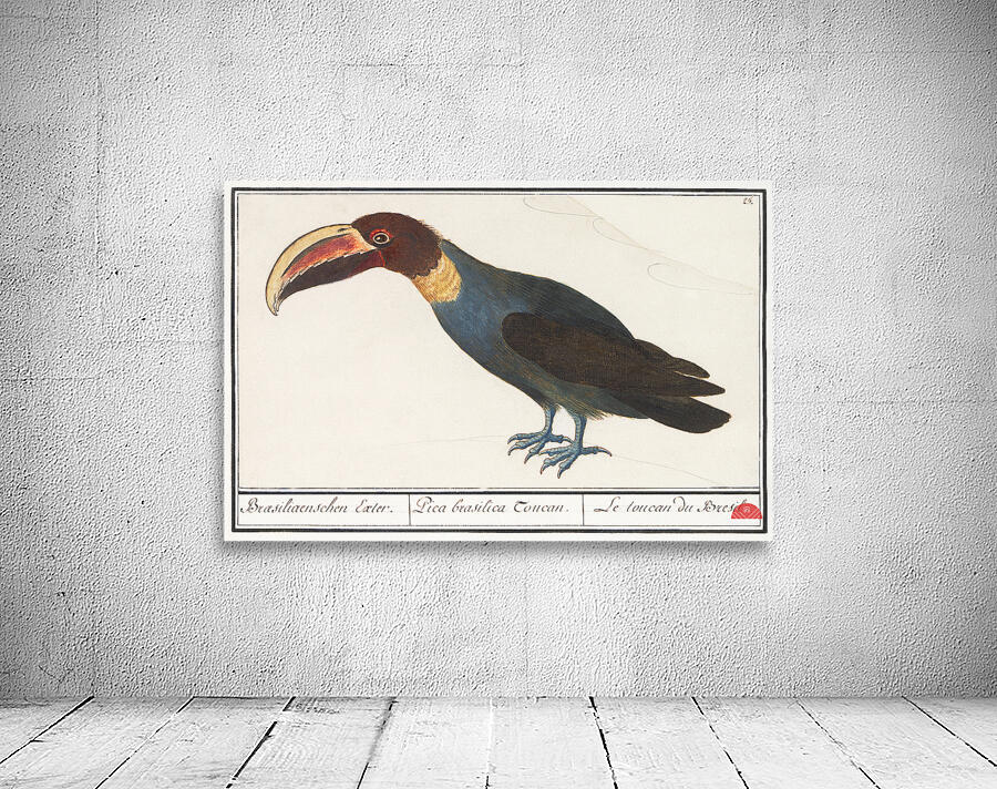 Redshank in vintage style Wall Preview