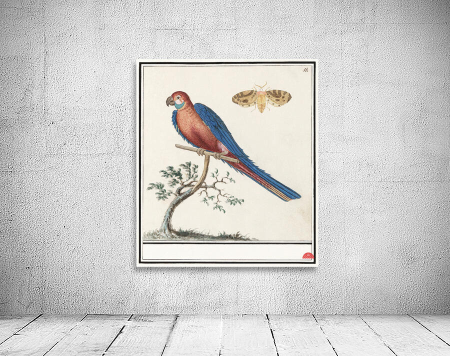 Blue and gold macaw in vintage style Wall Preview