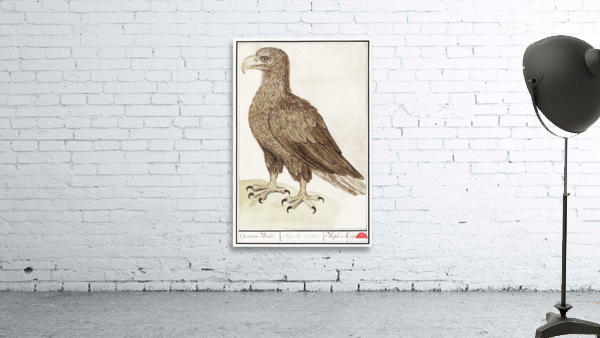 White-tailed eagle in vintage style Wall Preview