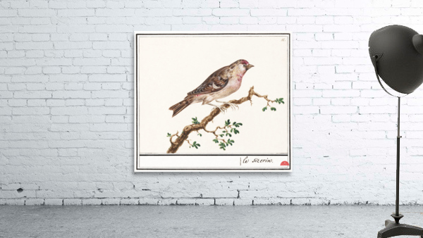Redpoll in vintage style Wall Preview