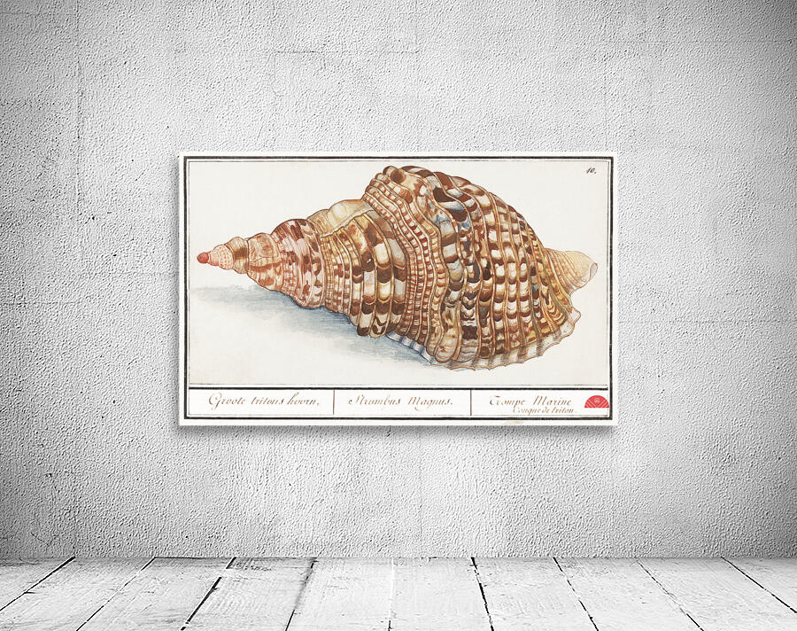 Tritons trumpet in vintage style Wall Preview