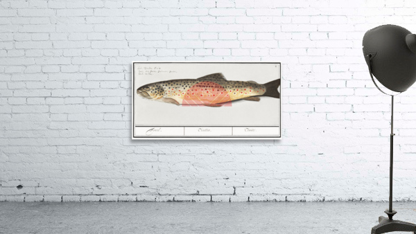 Trout in vintage style Wall Preview